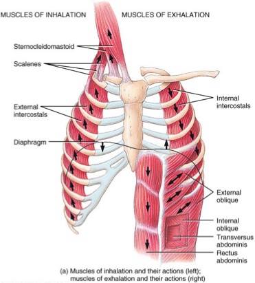 Accessory respiratory muscles.