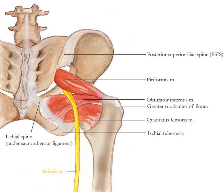 Piriformis and sciatic nerve